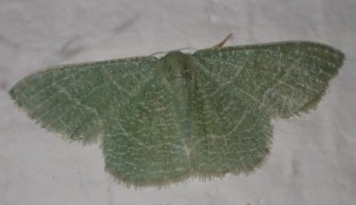 Réf. 213 987 : Phaiogramma etruscaria